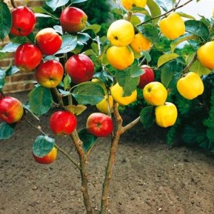 Jabloň domáca (Malus domestica) ´DUO´ (´Golden Delicious´+´Šampión RENO II´) - zimná, výška 170-190 cm, voľnokorenná